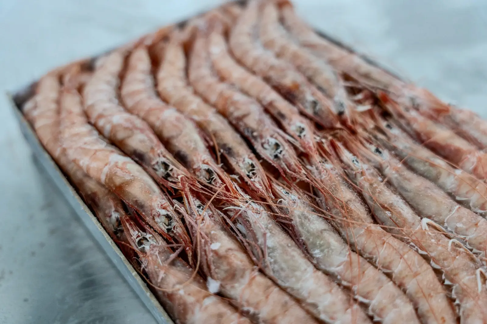 Gamba congelada a bordo na Marfao27