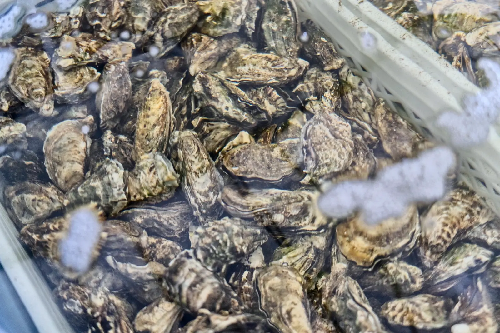 Ostras frescas na Marfao27